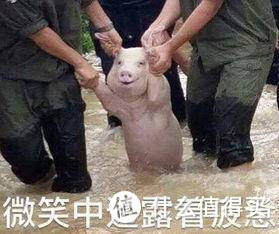 空气炸锅好用吗？黑暗料理师的对比选购经历分享